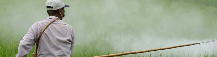 The Green Revolution, But Was It?