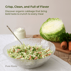 Organic Cabbage - Organic Mandya