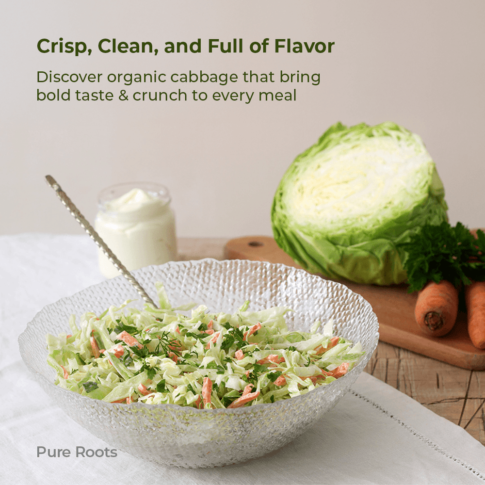 Organic Cabbage Organic Cabbage - Organic Mandya