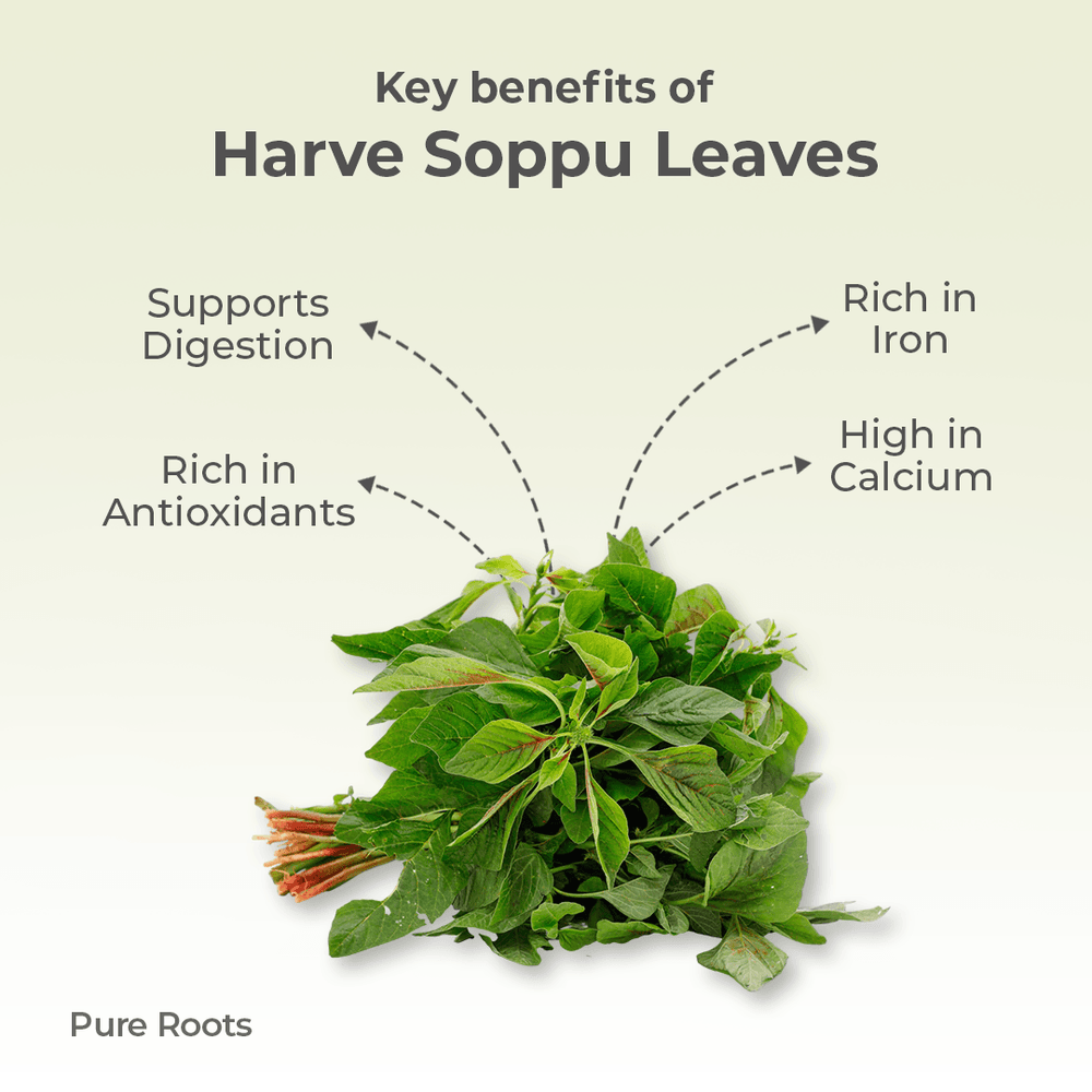 Organic Harve Soppu Leaves Organic Harve Soppu Leaves - Organic Mandya