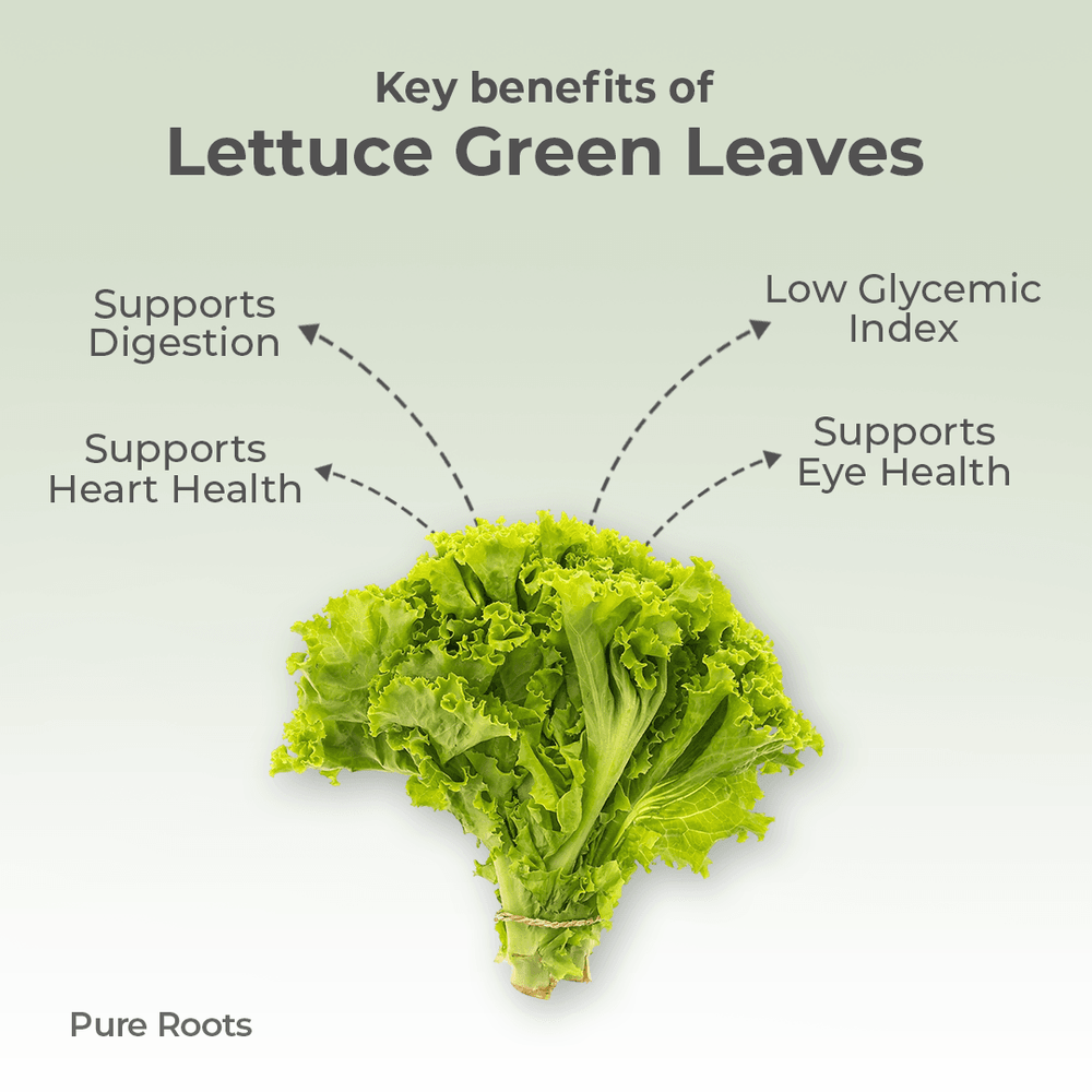 Organic Lettuce Green Leaves Organic Lettuce Green Leaves - Organic Mandya