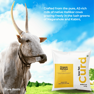 A2 Low Fat Curd - Organic Mandya