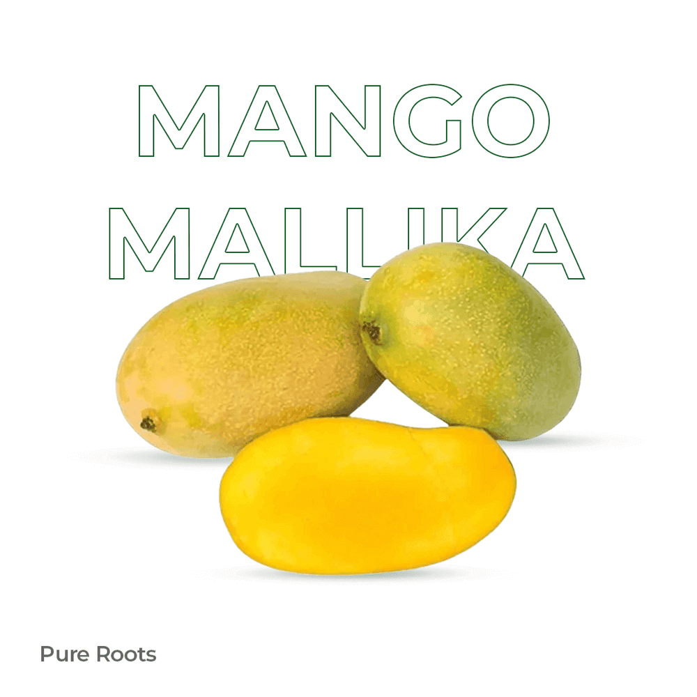 Organic Mango Mallika Raw (Semi-ripe & mildly sweet) Organic Mango Mallika Raw (Semi-ripe & mildly sweet) - Organic Mandya