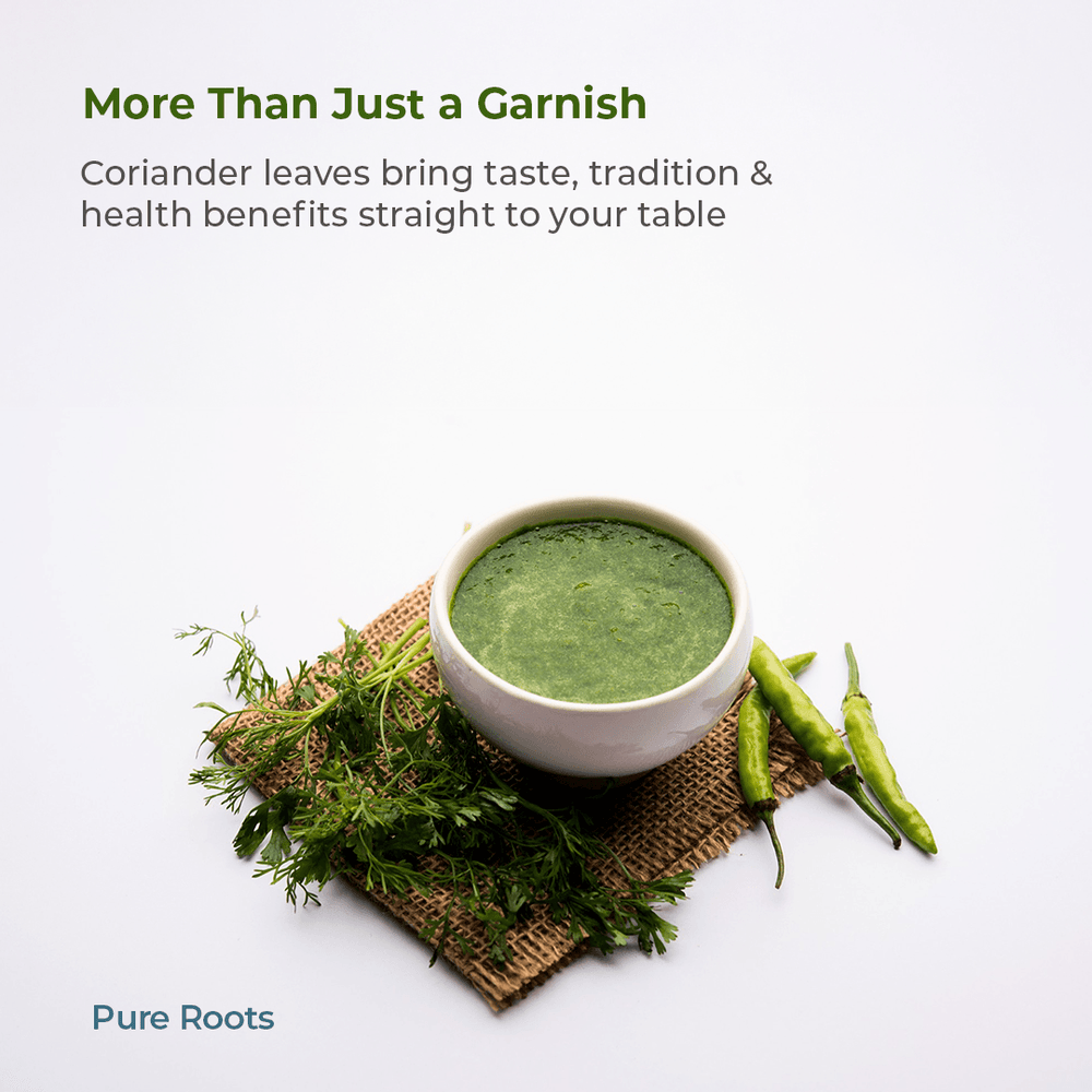 Organic Coriander Leaves Organic Coriander Leaves - Organic Mandya