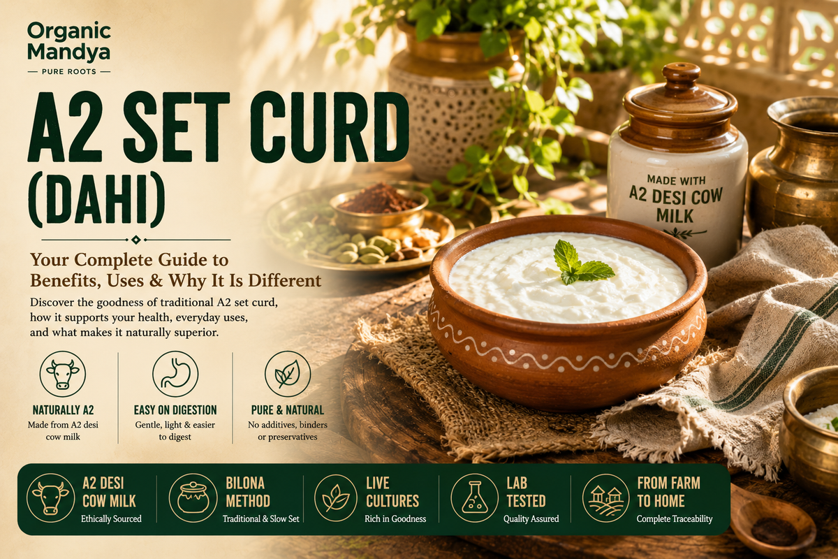 A2 Desi Set Curd: Benefits, Uses & How to Choose