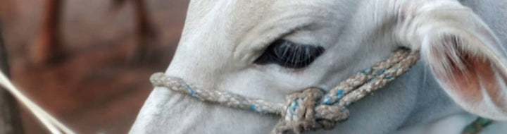 Fresh Desi Milk: How We Maintain Quality from Farm to Home
