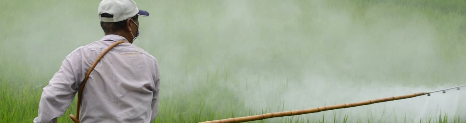 The Green Revolution, But Was It?
