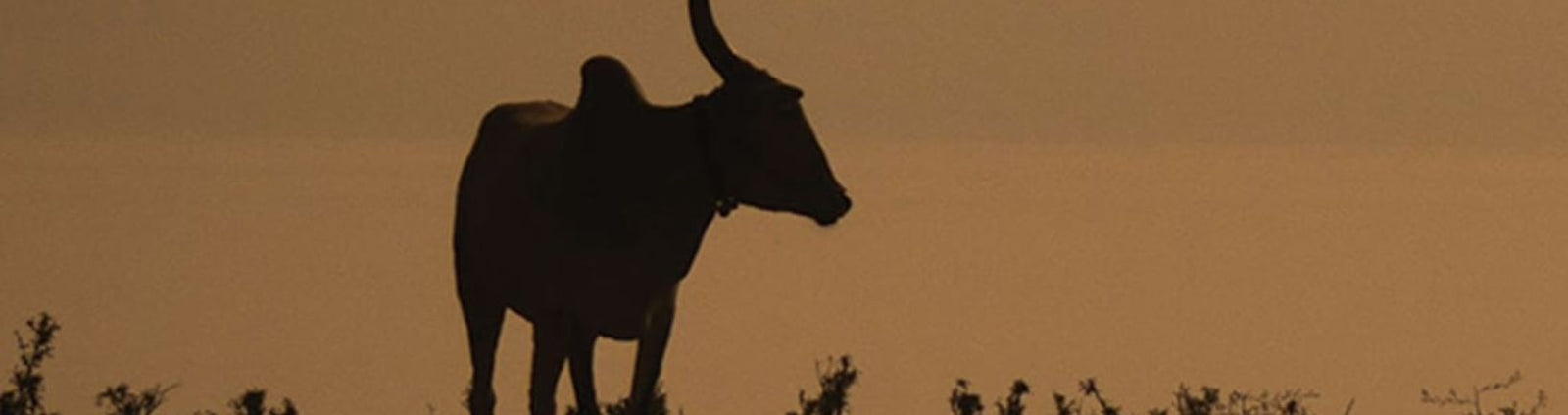 Why Everyone Should Be Drinking Desi Milk!