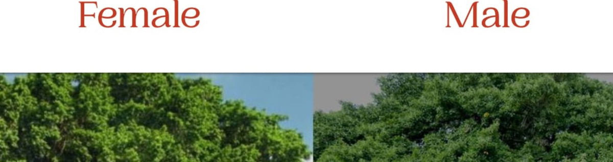 Male and Female Banyan Trees: Nature’s Seasonal Guardians
