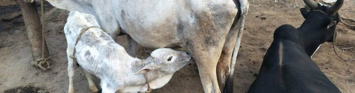 Desi Cows and Village Culture: The Foundation of Sustainable Rural Life