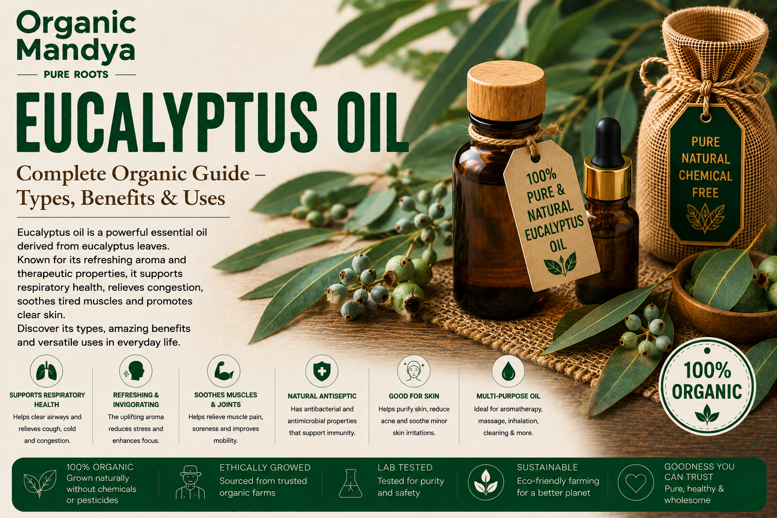 Eucalyptus Oil: Your Complete Guide to Benefits, Uses & Why Organic Is Different