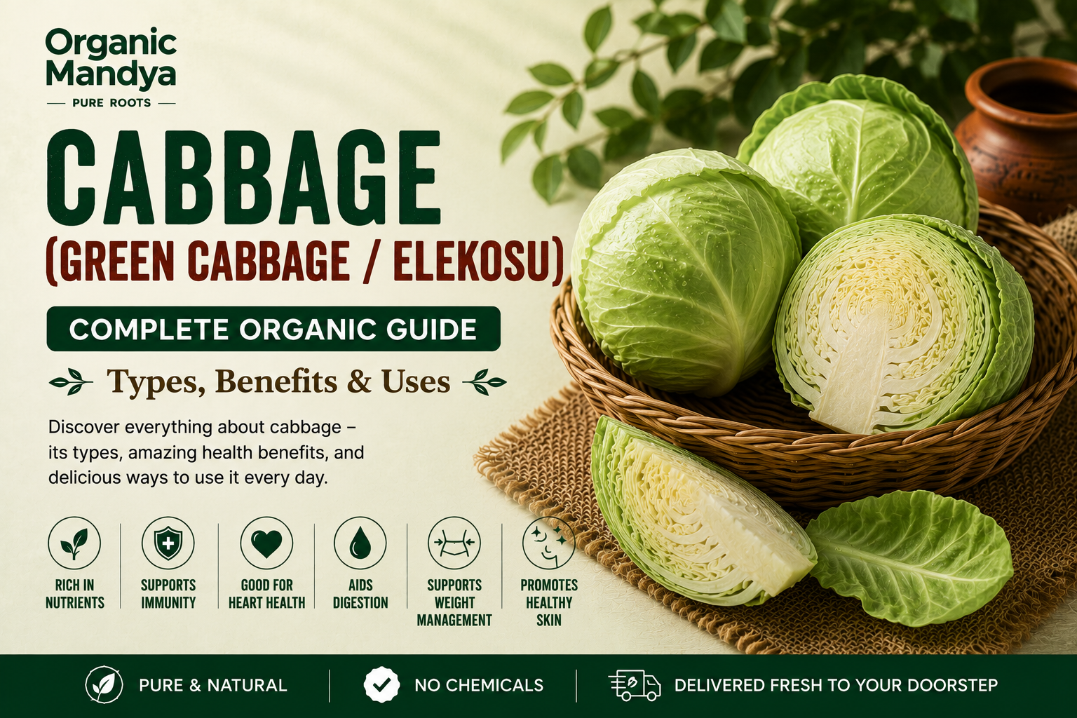 Cabbage: Your Complete Guide to Benefits, Nutrition  Why Organic Is Different