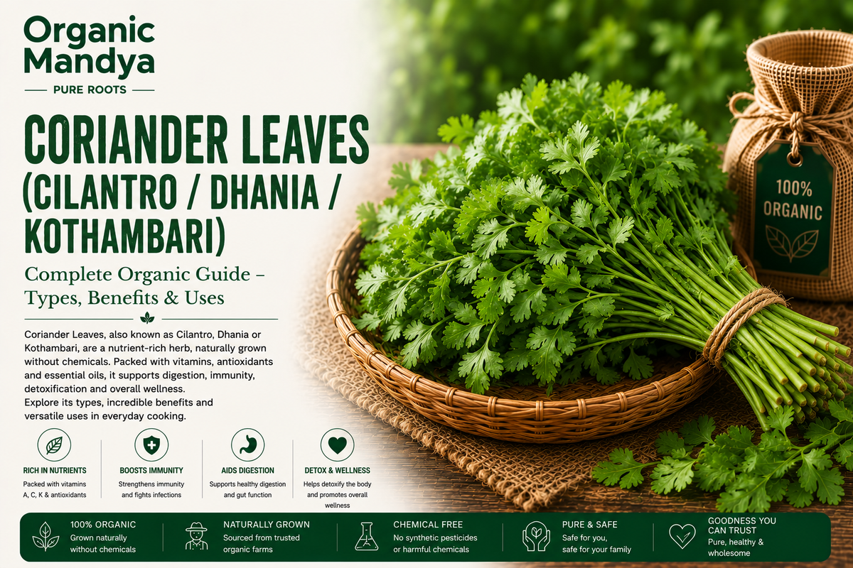Organic Mandya Coriander Leaves (Cilantro / Dhania / Kothambari): Complete Organic Guide | Types, Benefits & Uses