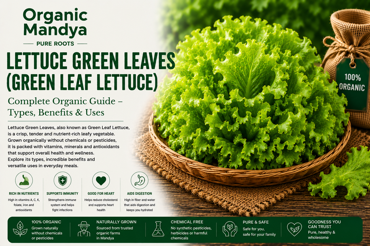 Organic Mandya Lettuce Green Leaves (Green Leaf Lettuce): Complete Organic Guide | Types, Benefits & Uses
