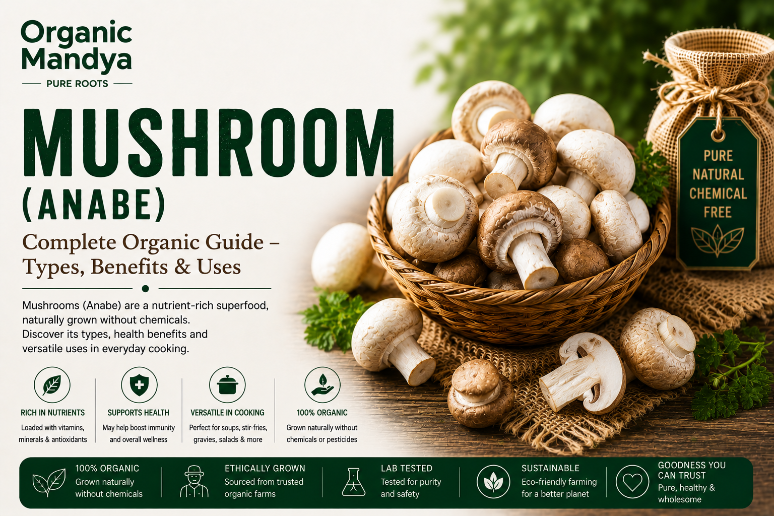 Mushroom: Your Complete Guide to Benefits, Nutrition & Why Organic Is Different