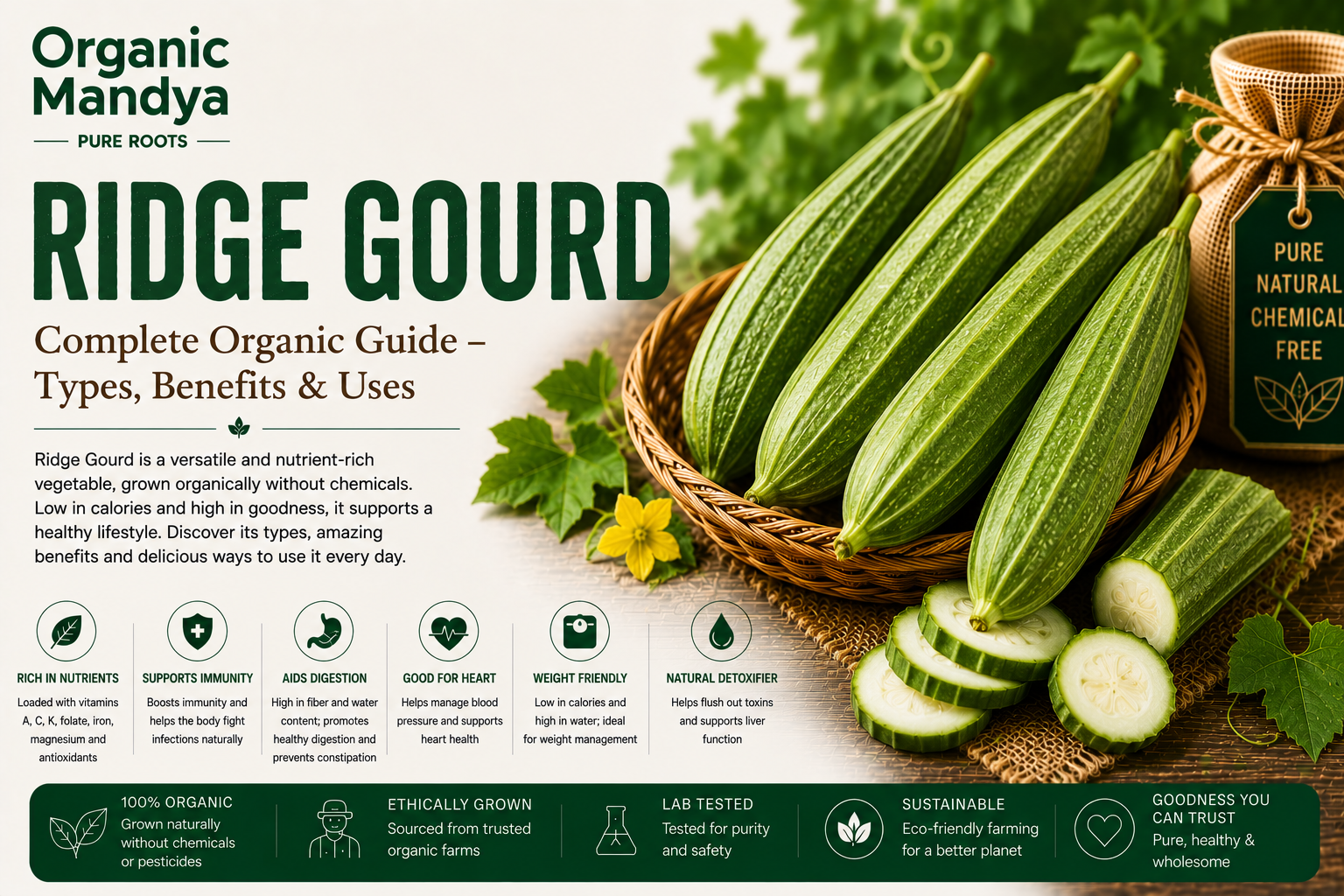 Organic Mandya Ridge Gourd : Complete Organic Guide | Types, Benefits & Uses