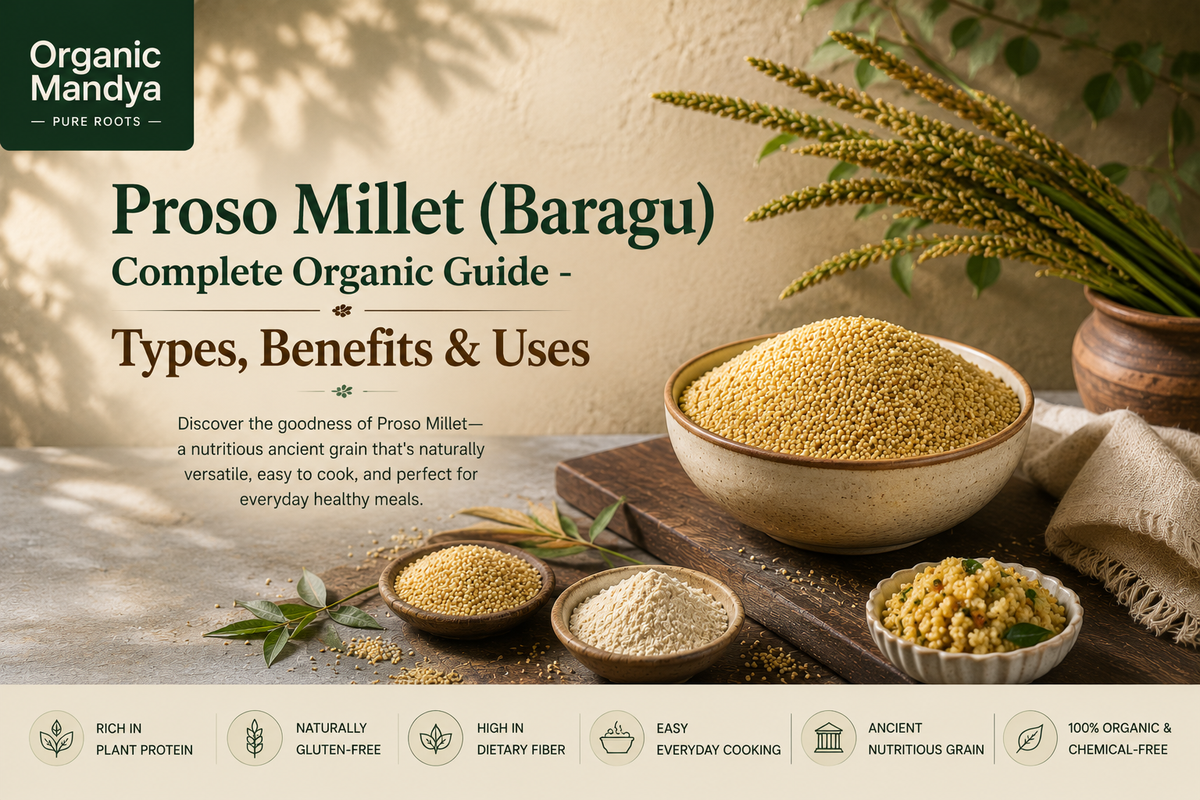 Proso Millet (Baragu): Your Complete Guide to Benefits, Nutrition & Uses