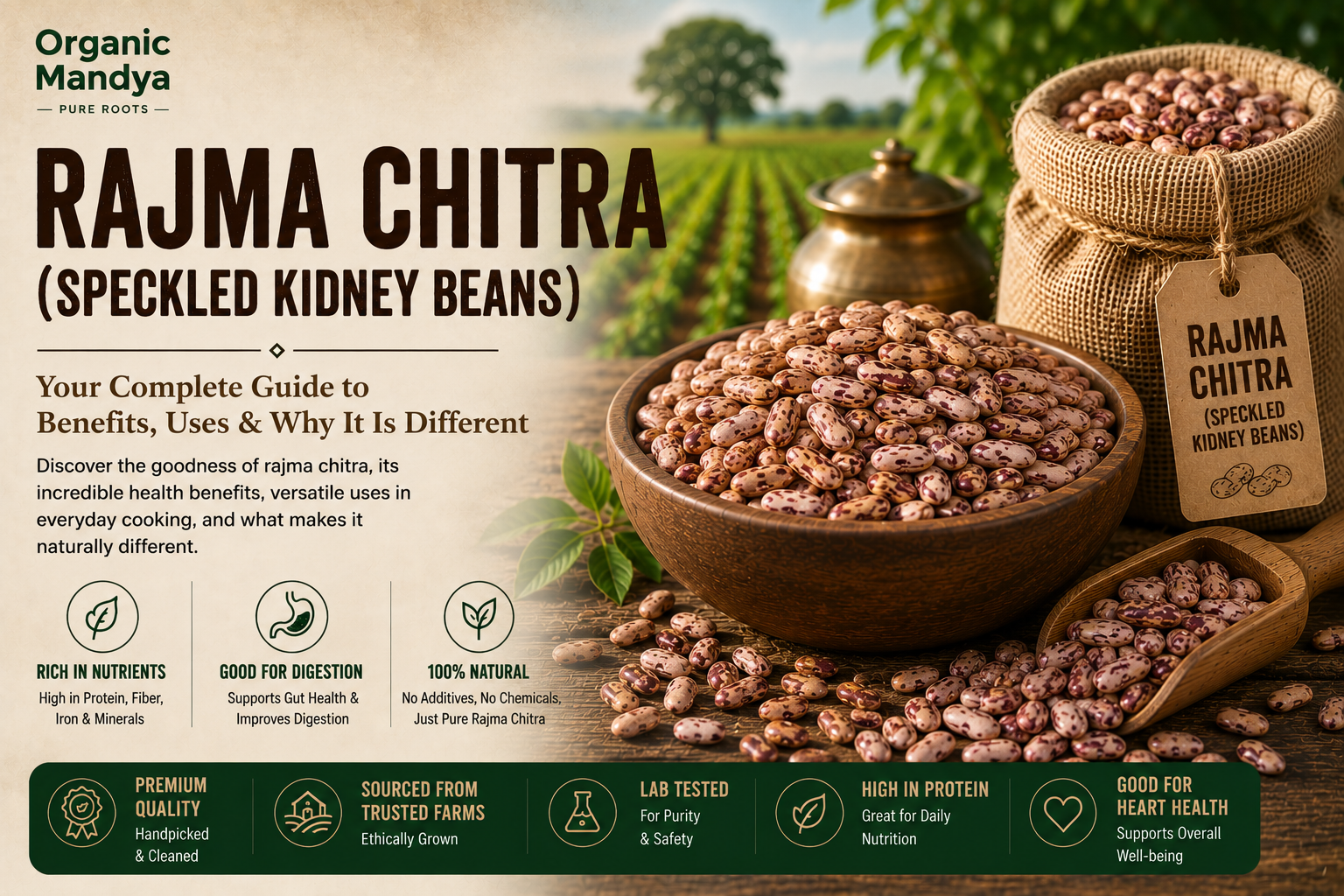 Rajma Chitra (Speckled Kidney Beans): Your Complete Guide to Benefits, Uses & Why It Is Different