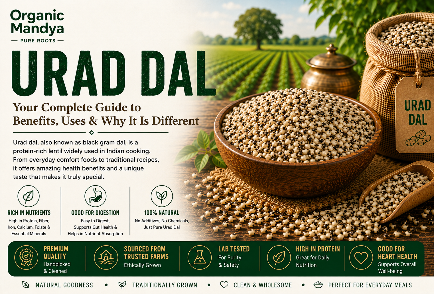 Urad Dal: Benefits, uses & how to choose