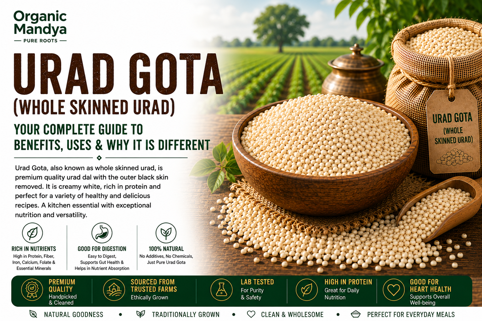 Urad Gota (Whole Skinned Urad):Benefits, uses & how to choose