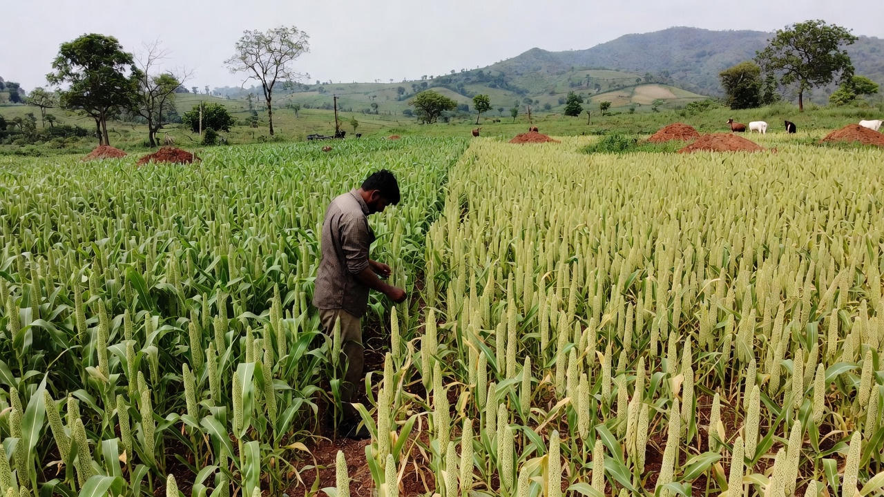 Understanding Nitrogen Deficiency in Foxtail Millet: Lessons from Organic Mandya’s Field Experiment