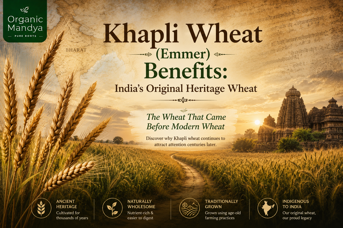 Khapli Wheat (Emmer) Benefits: India's Original Heritage Wheat