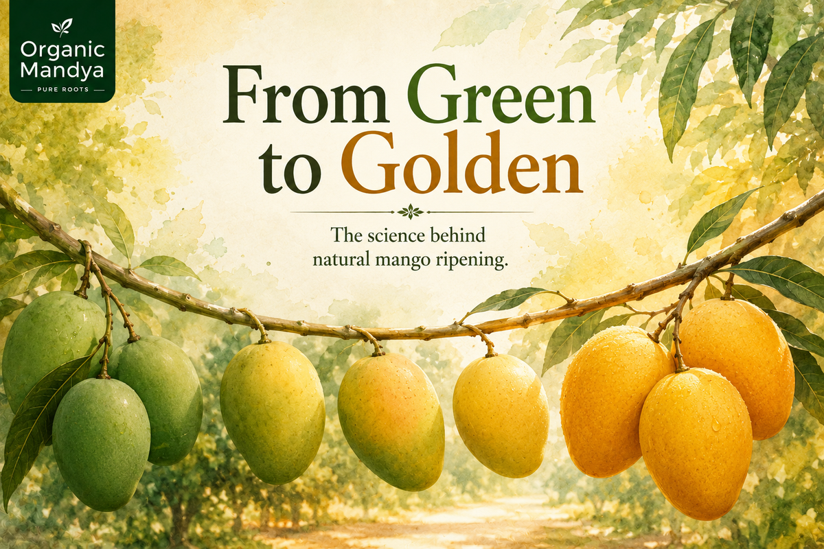 Natural Ripening Of Mangoes: How It Actually Works (Detailed Explainer)