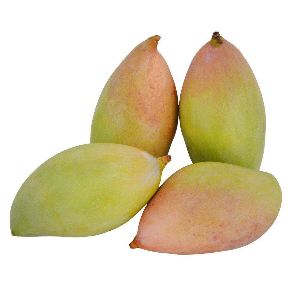 Organic Mango Totapuri Raw - Organic Mandya