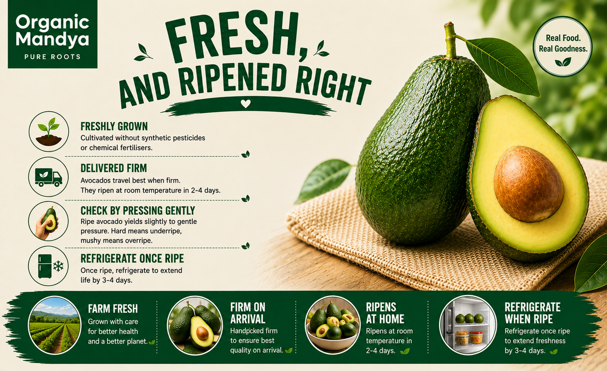 Green avocado fruit