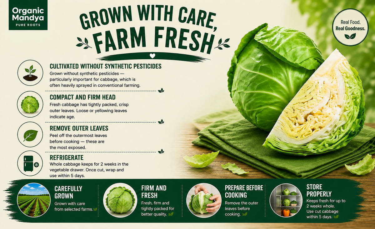 cultivated cabbage