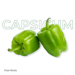 Organic Capsicum (Bell Pepper / Shimla Mirch)