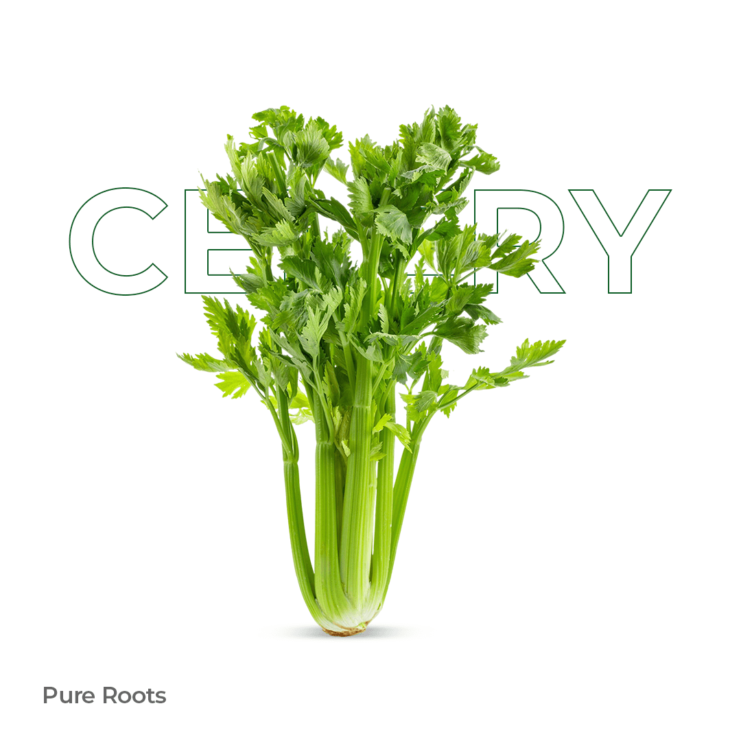 Organic Celery - Organic Mandya