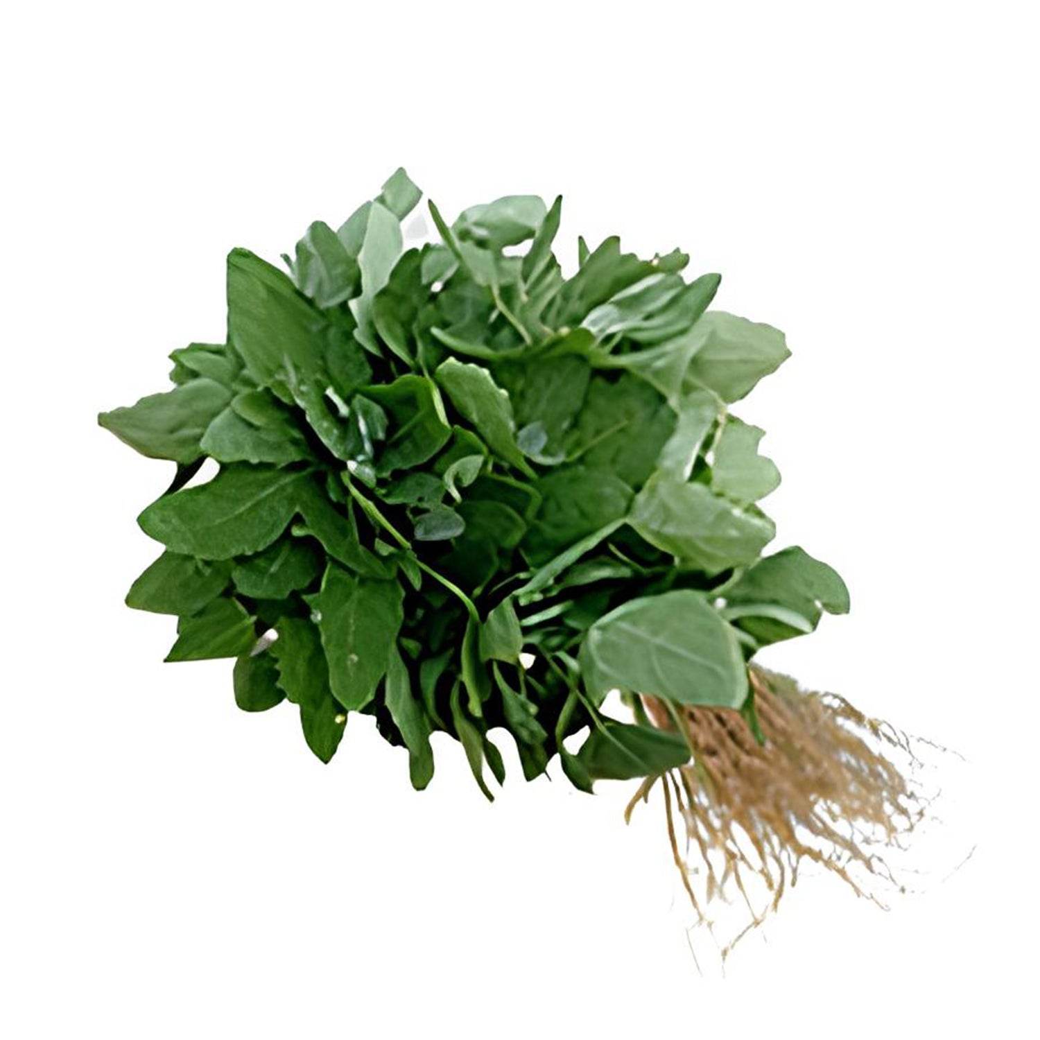 Organic Chakotha Leaves - Organic Mandya