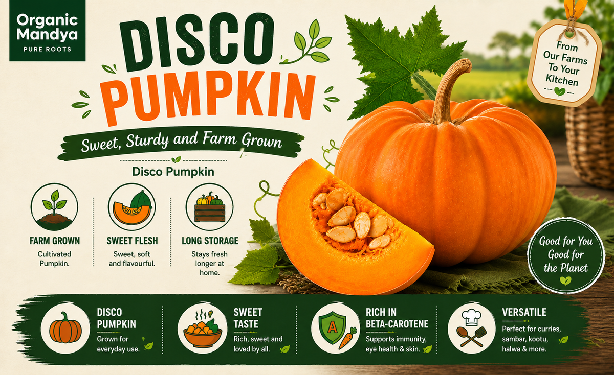 Fresh Disco Pumpkin