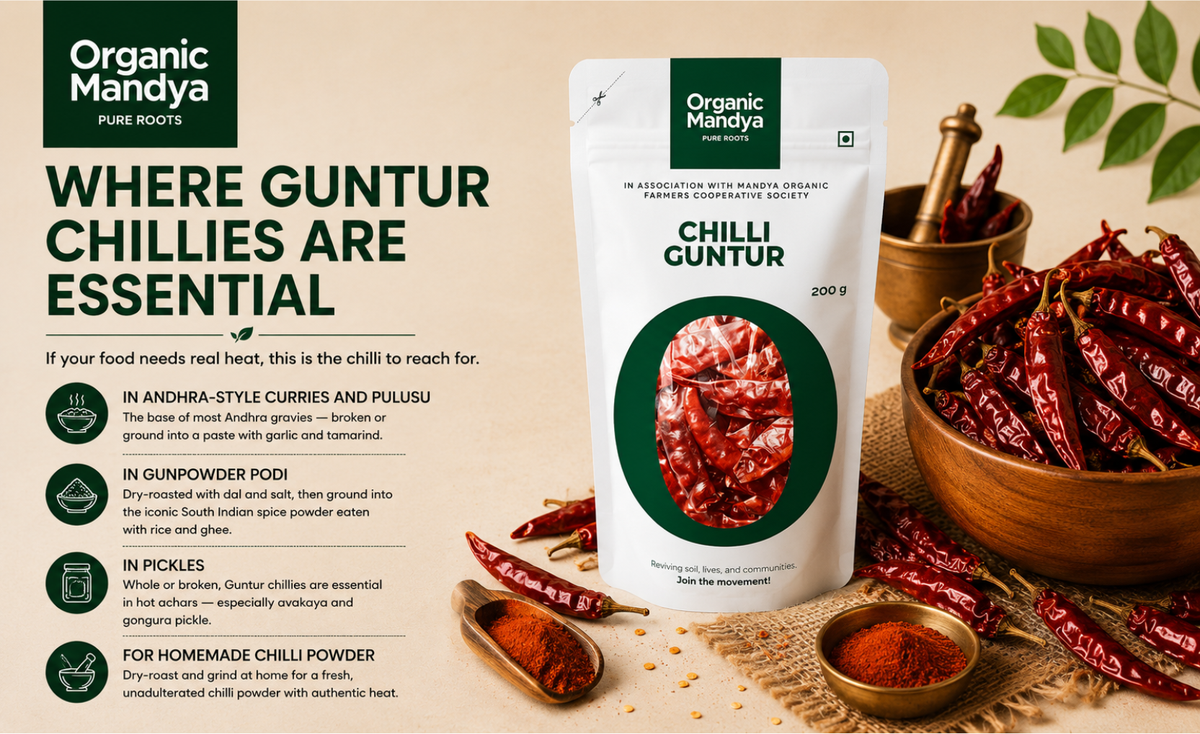 andhra-guntur-chilli