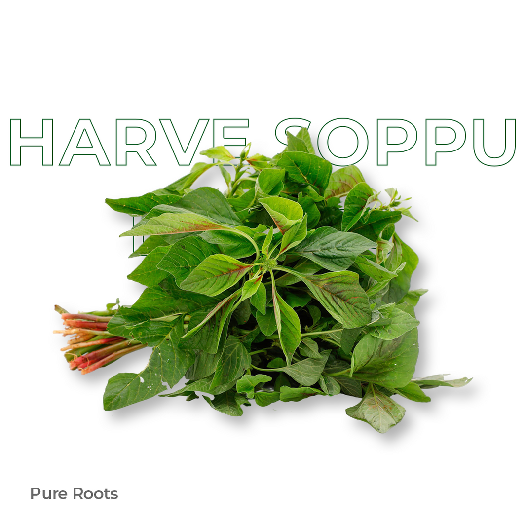 Organic Harve Soppu Leaves Organic Mandya