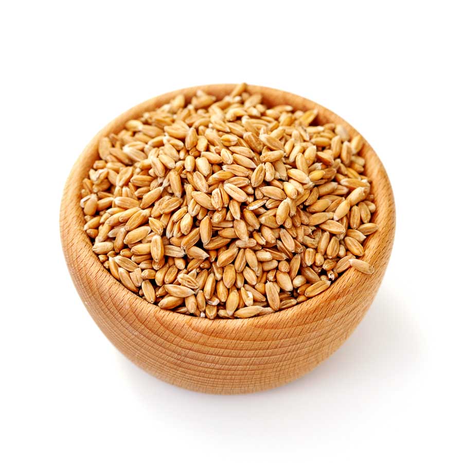 Organic Jave Wheat