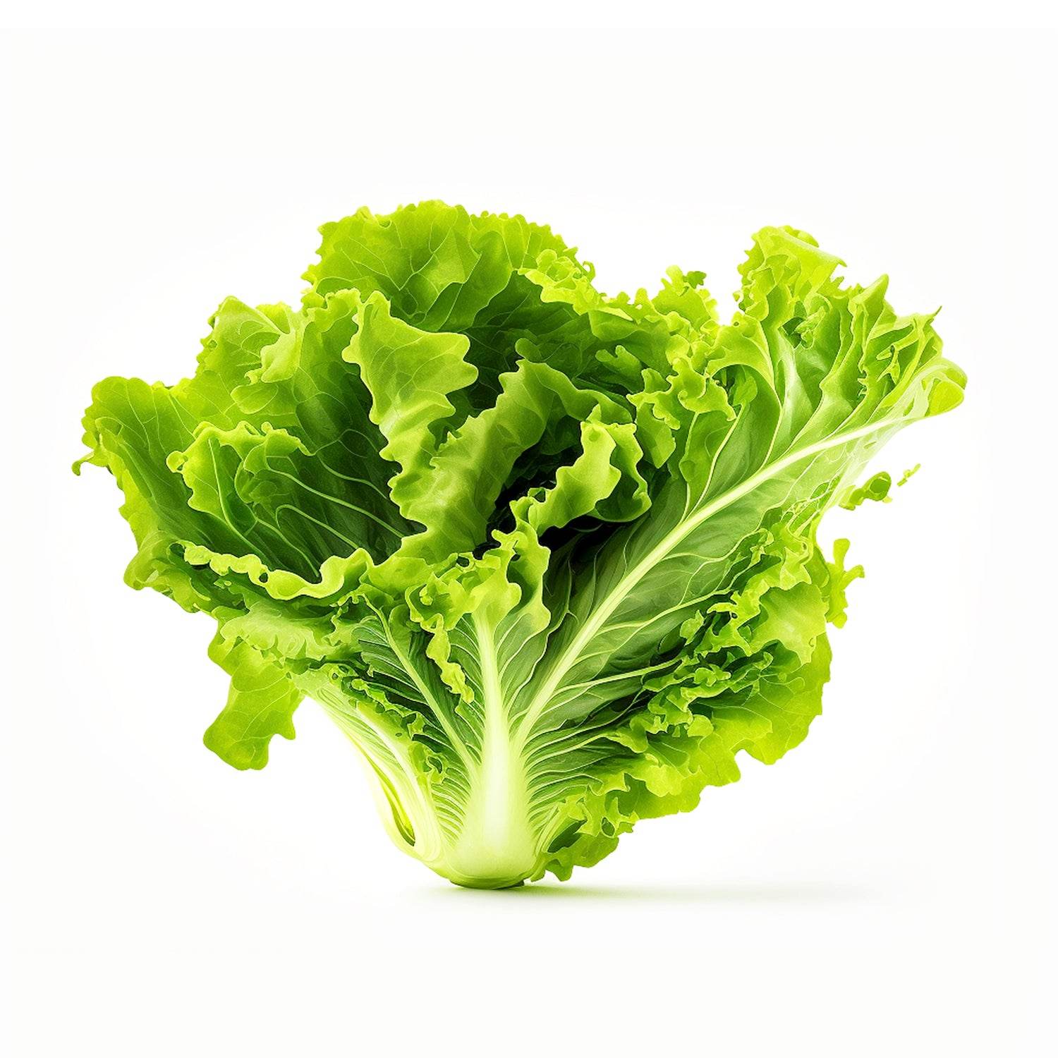 Organic Lettuce Green Leaves - Organic Mandya