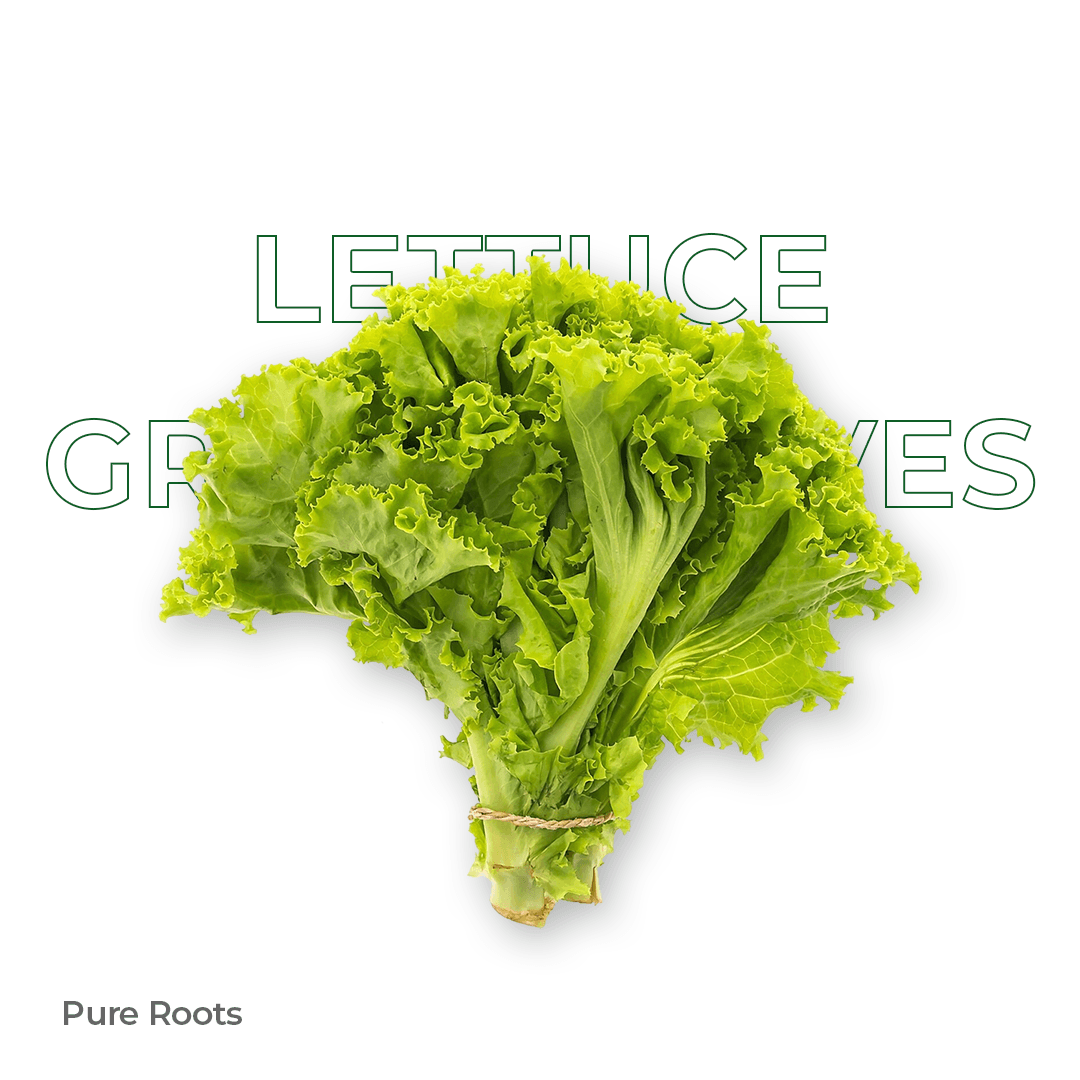 Organic Lettuce Green Leaves - Organic Mandya