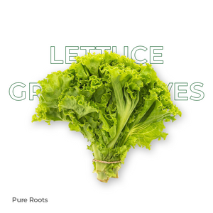 Organic Lettuce Green Leaves Organic Mandya