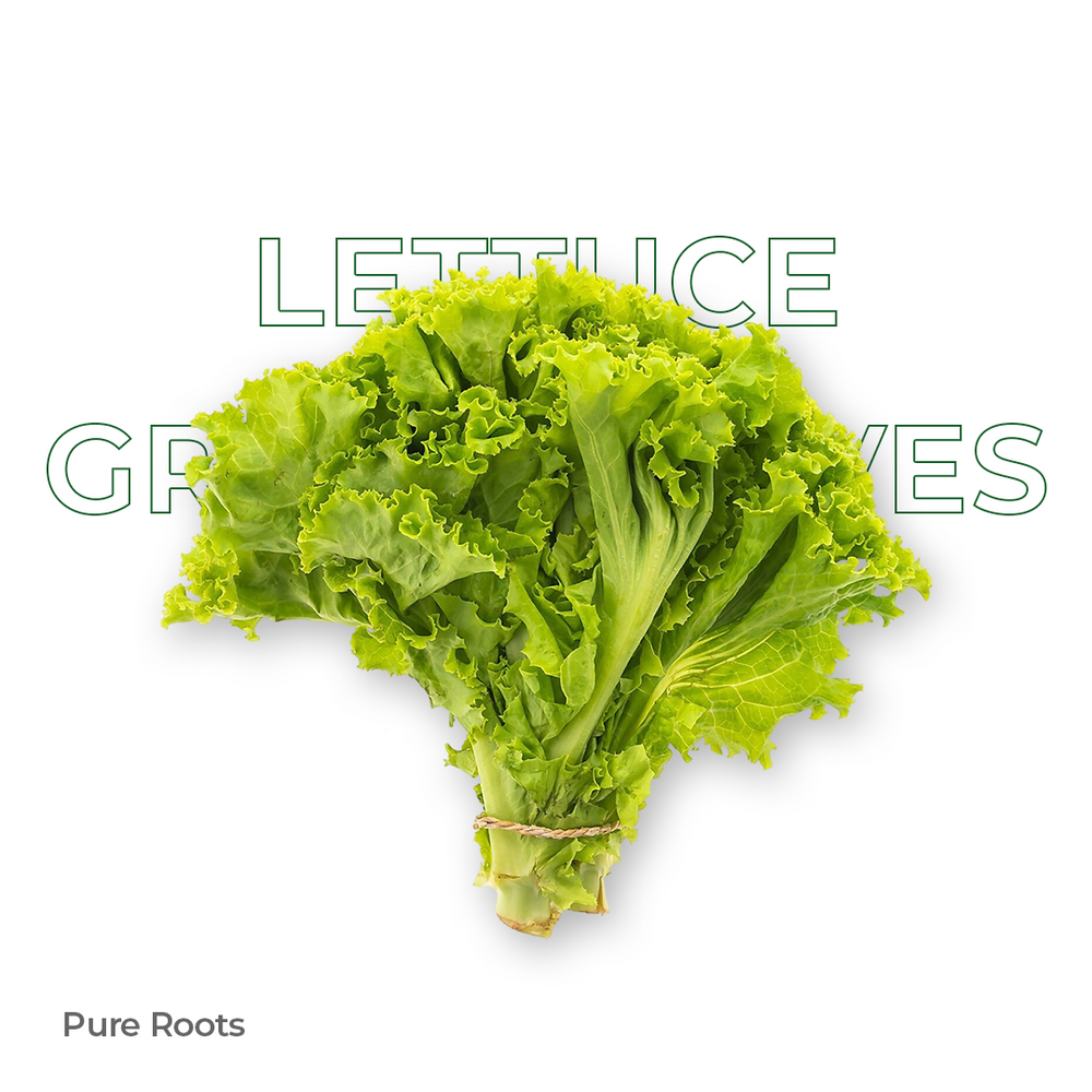 Organic Lettuce Green Leaves Organic Mandya