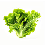 Organic Lettuce Green Leaves (Green Leaf Lettuce)