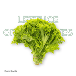 Organic Lettuce Green Leaves (Green Leaf Lettuce)