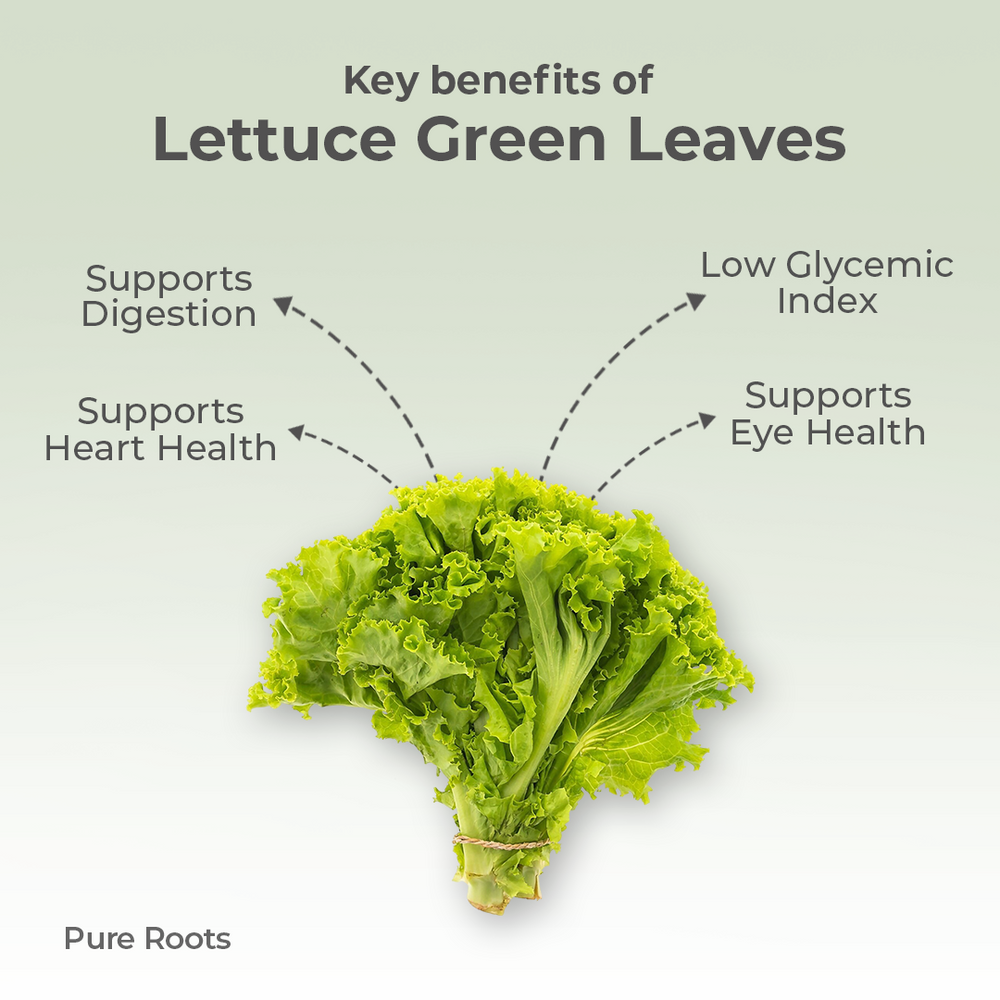 Organic Lettuce Green Leaves Organic Mandya