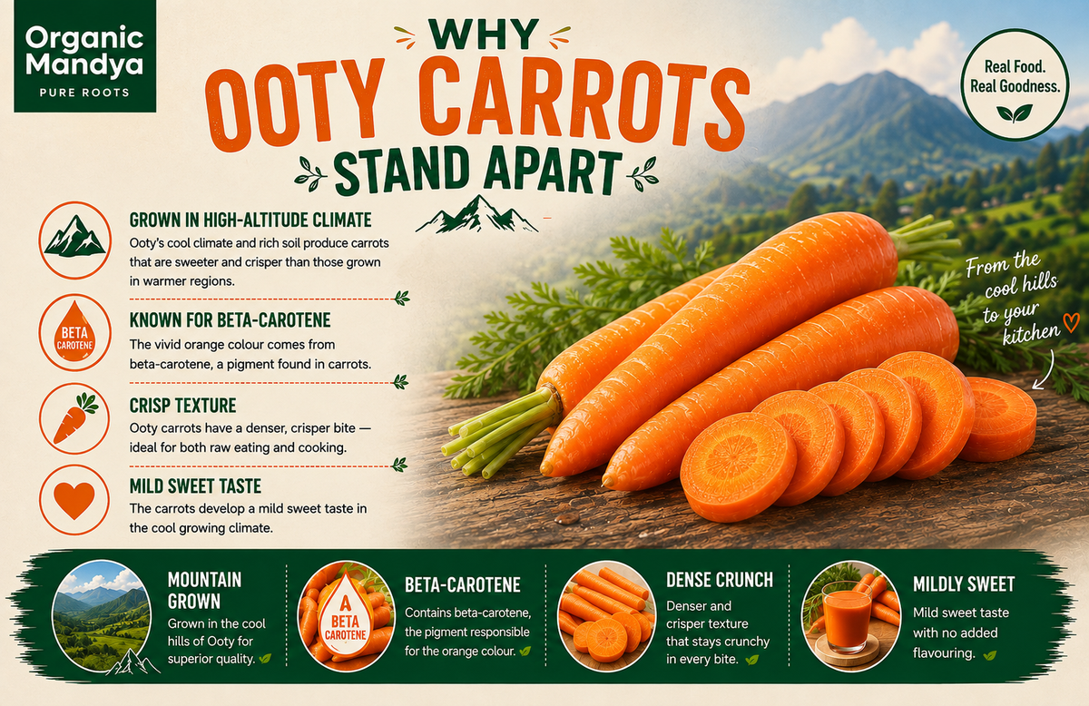 Ooty carrot harvest