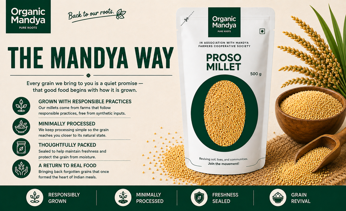 Proso Millet Grain And Stalks