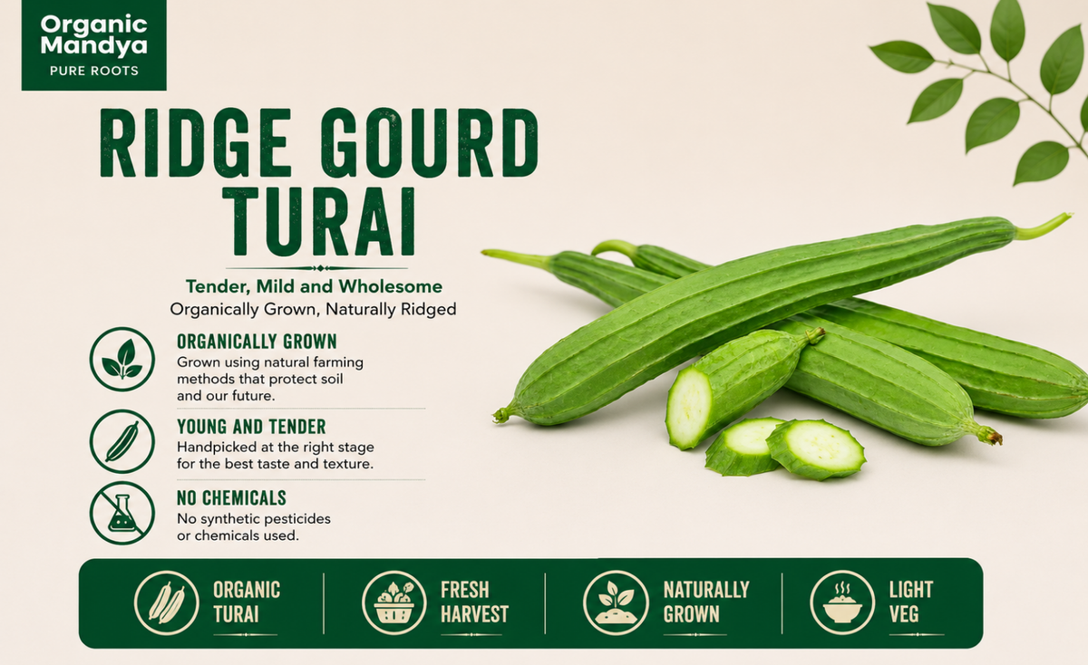 Ridge Gourd (Heerekai / Turai) | Organic Mandya
