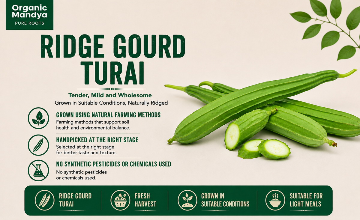 ridge guourd turai