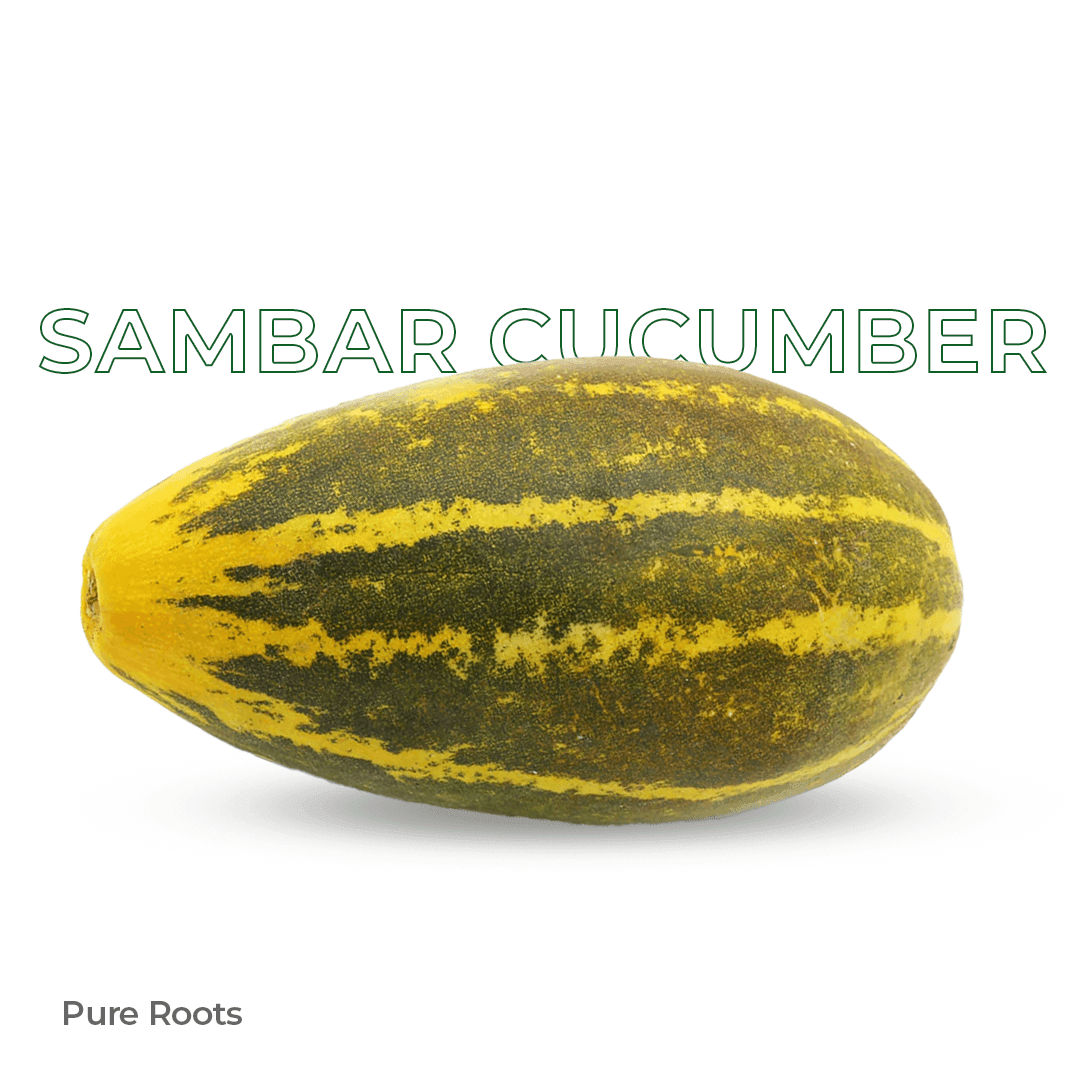 Organic Sambar Cucumber - Organic Mandya