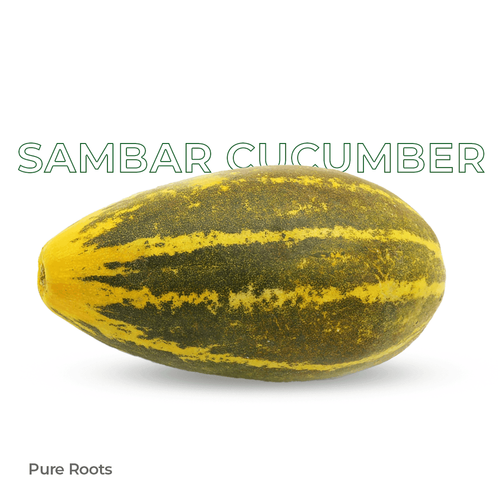 Sambar Cucumber | Yellow Cucumber for Refreshing Dish